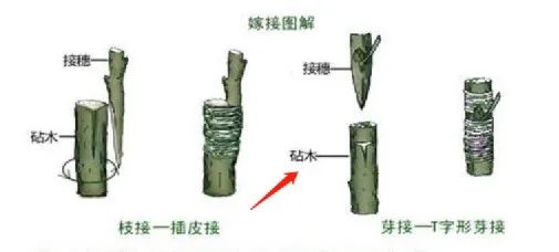 行業(yè)洞察 | 被忌憚的“私域流量”，中國亞馬遜賣家的“品牌軟骨癥”